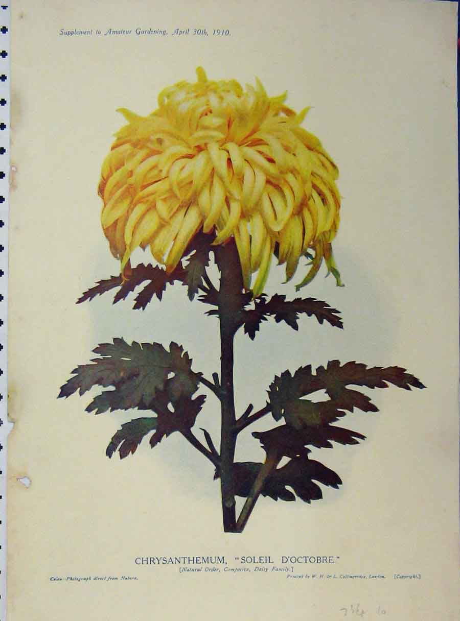 Original Old Antique Print 1910 Chrysanthemum Soleil D'Octobre Flowers 20th
