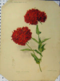 Original Old Antique Print Double Rose Campion Flowers 1897 Red Green Stem 19th