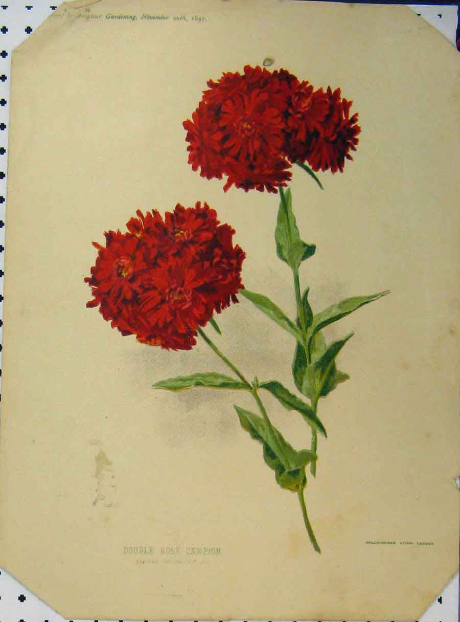 Original Old Antique Print Double Rose Campion Flowers 1897 Red Green Stem 19th