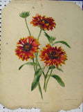 Original Old Antique Print 1897 Blanket Flower Red Yellow Green Leaves 19th