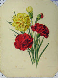 Old Antique Print 1897 Border Carnations Red Yellow Flowers Green Leaves 19th
