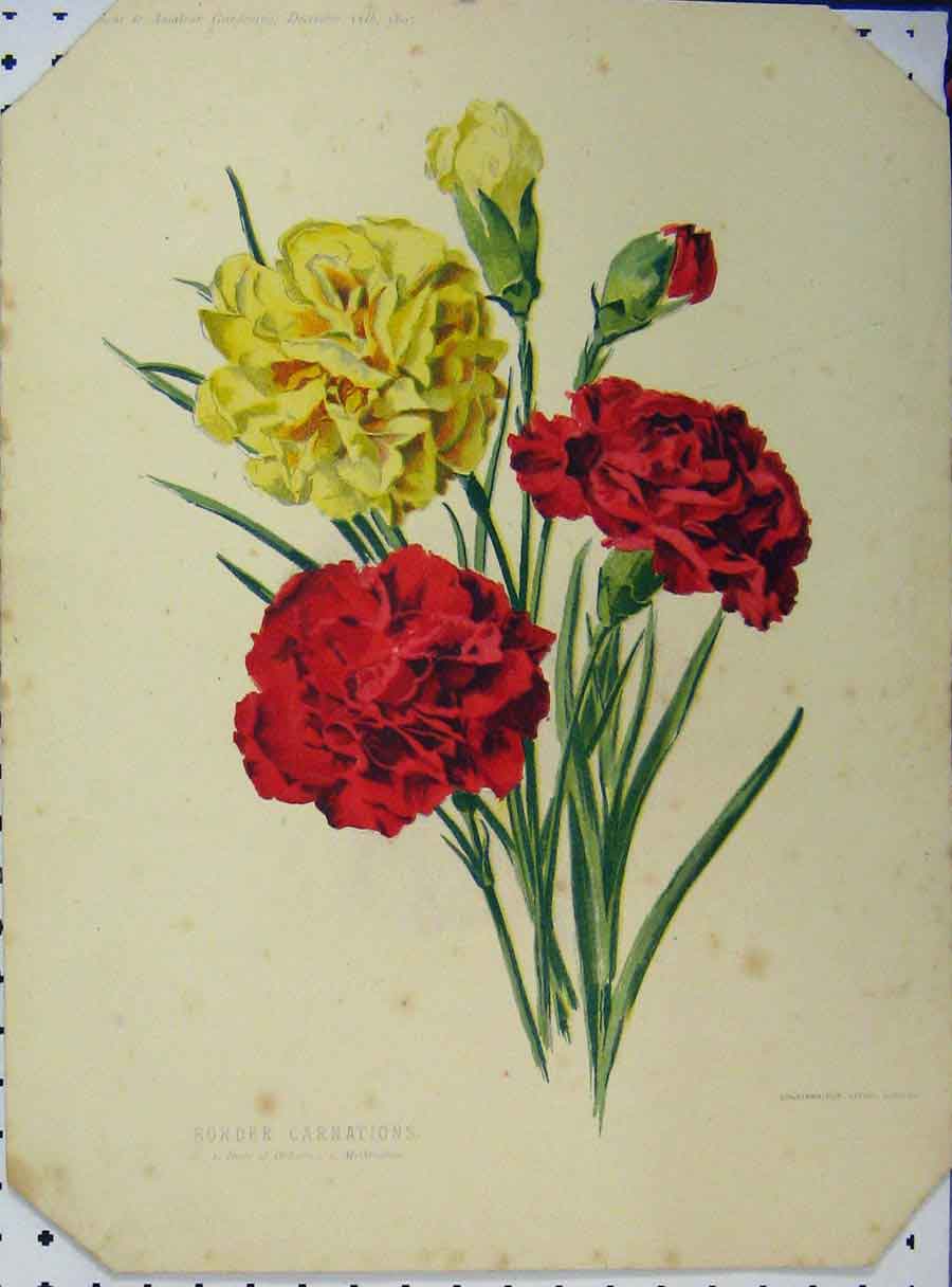 Old Antique Print 1897 Border Carnations Red Yellow Flowers Green Leaves 19th