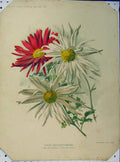 Original Old Antique Print 1897 Single Chrysanthemums Red White Flowers 19th