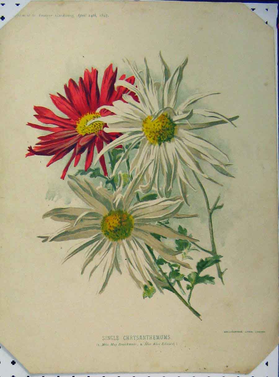 Original Old Antique Print 1897 Single Chrysanthemums Red White Flowers 19th