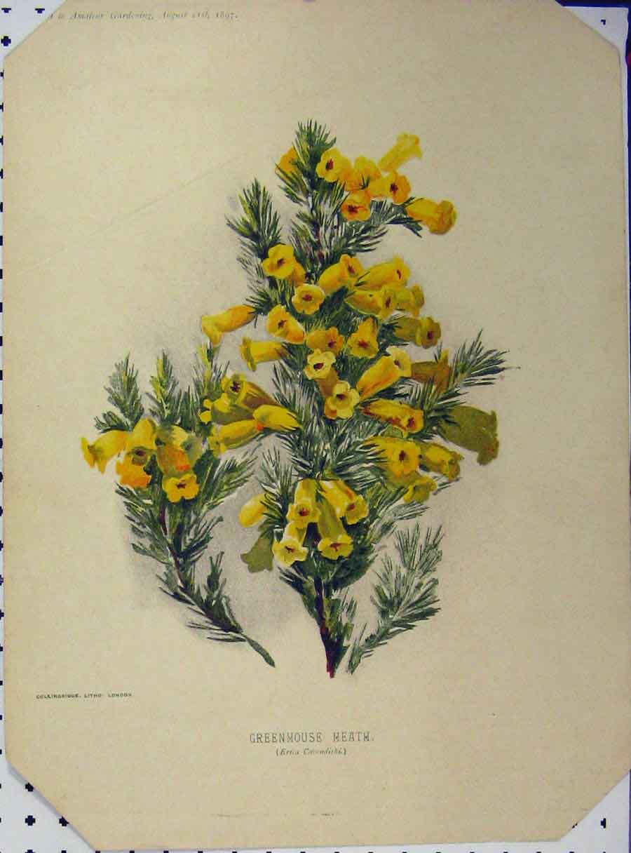 Original Old Antique Print 1897 Greenhouse Heath Yellow Flowers Green Stem 19th