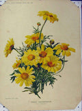Old Antique Print 1898 Annual Chrysanthemum Yellow Flowers Green Leaves 19th