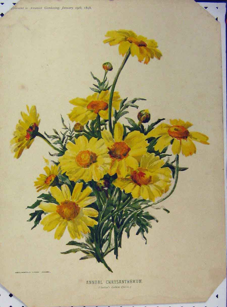 Old Antique Print 1898 Annual Chrysanthemum Yellow Flowers Green Leaves 19th
