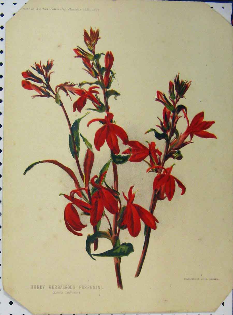 Original Old Antique Print 1897 Hardy Herbaceous Perennial Flower Red Victorian