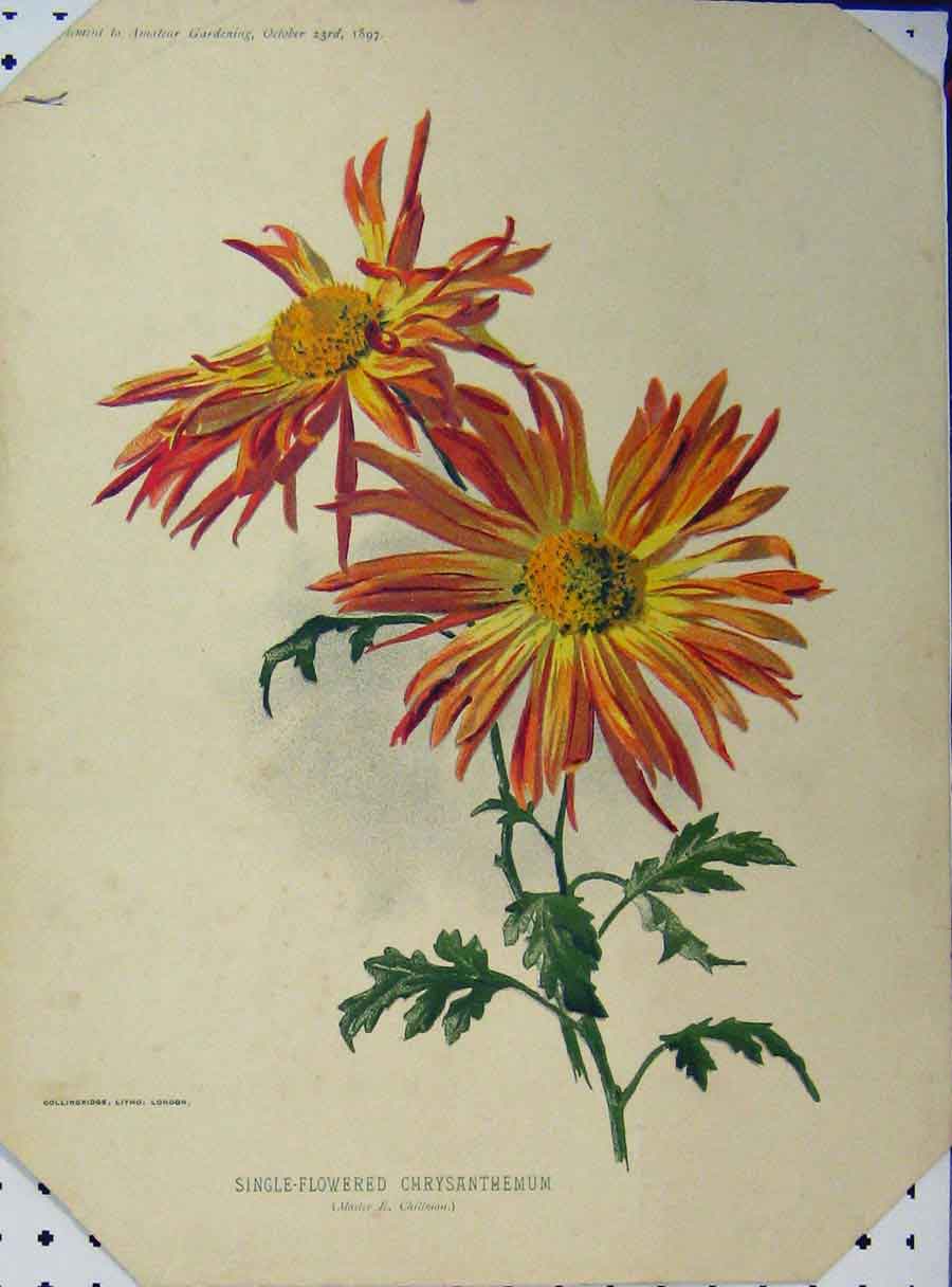 Original Old Antique Print 1897 Single-Flowered Chrysanthemum Orange Flowers
