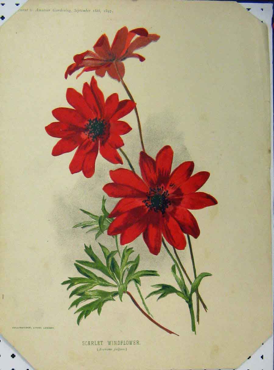 Original Old Antique Print Scarlet Windflower 1897 Red Green Leaves Victorian