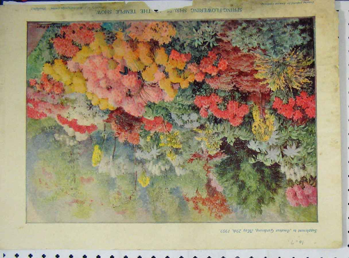 Original Old Antique Print Garden Spring Flowers Temple Show 1909 Colour 20th