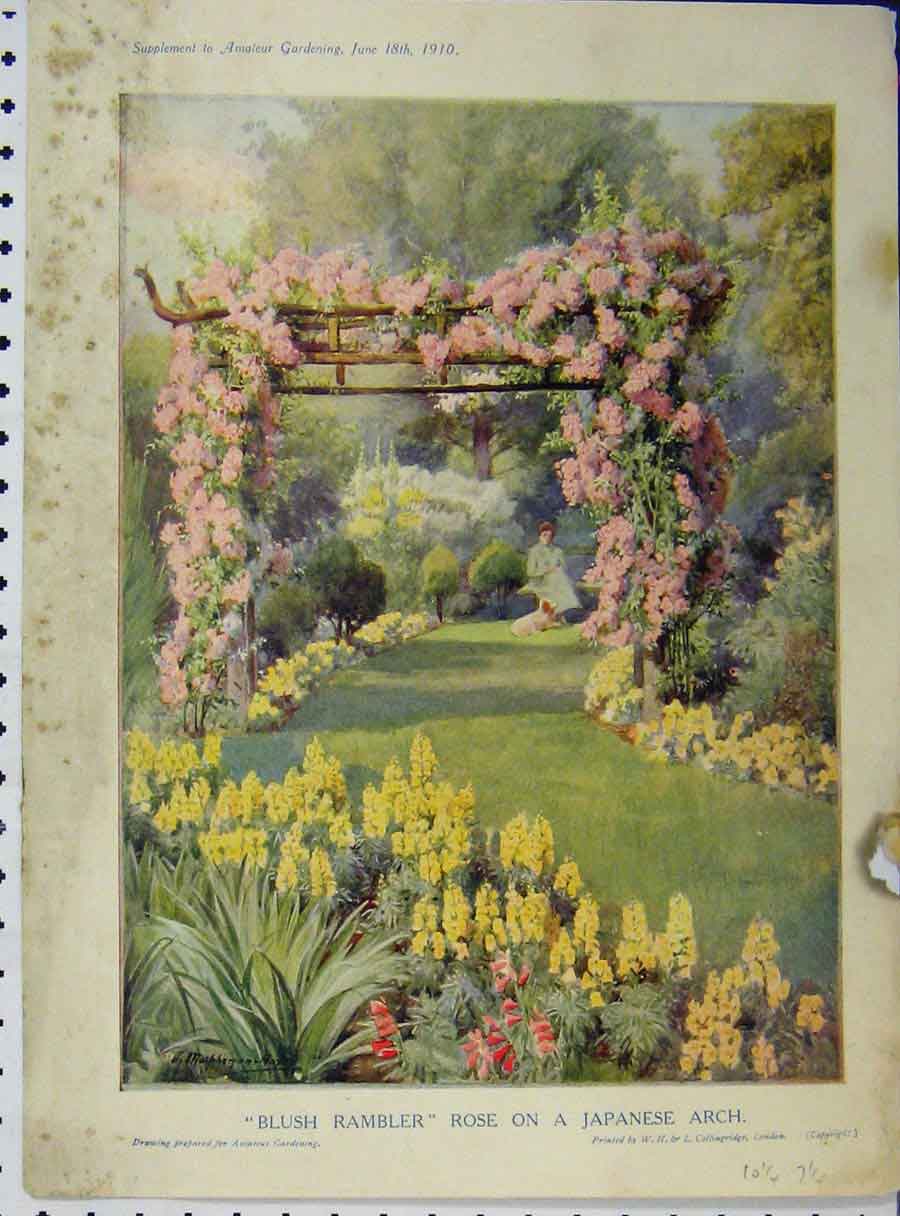 Original Old Antique Print 1910 Blush Rambler Rose Japanese Arch Garden 20th