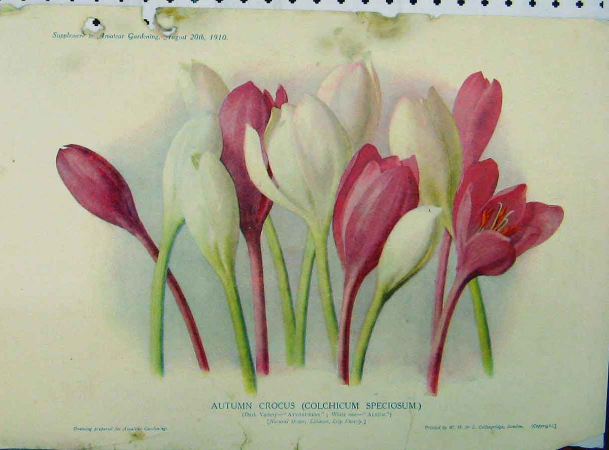 Original Old Antique Print Autumn Crocus Colchicum Speciosum 1910 Flowers 20th