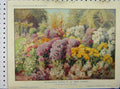 Original Old Antique Print 1901 Flowers Michaelmas Daisies Essex Garden 20th