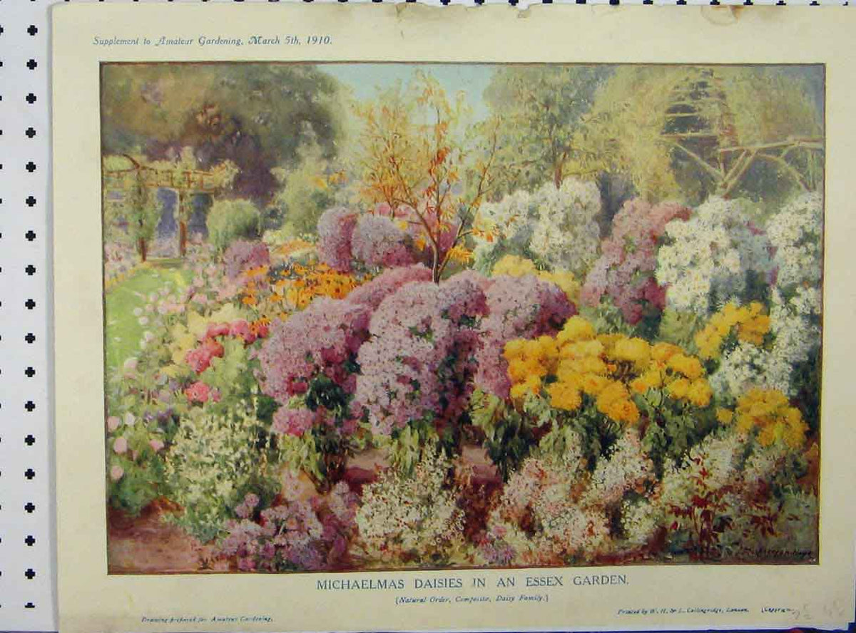 Original Old Antique Print 1901 Flowers Michaelmas Daisies Essex Garden 20th