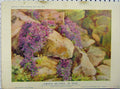 Old Antique Print 1910 Aubrietia Deltoidea Dr Mules Flowers Rock Garden 20th
