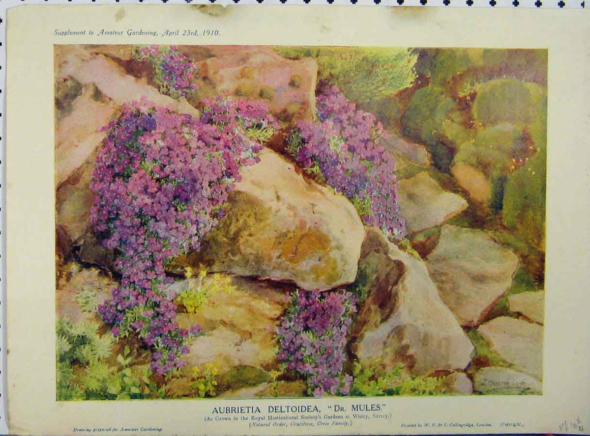 Old Antique Print 1910 Aubrietia Deltoidea Dr Mules Flowers Rock Garden 20th