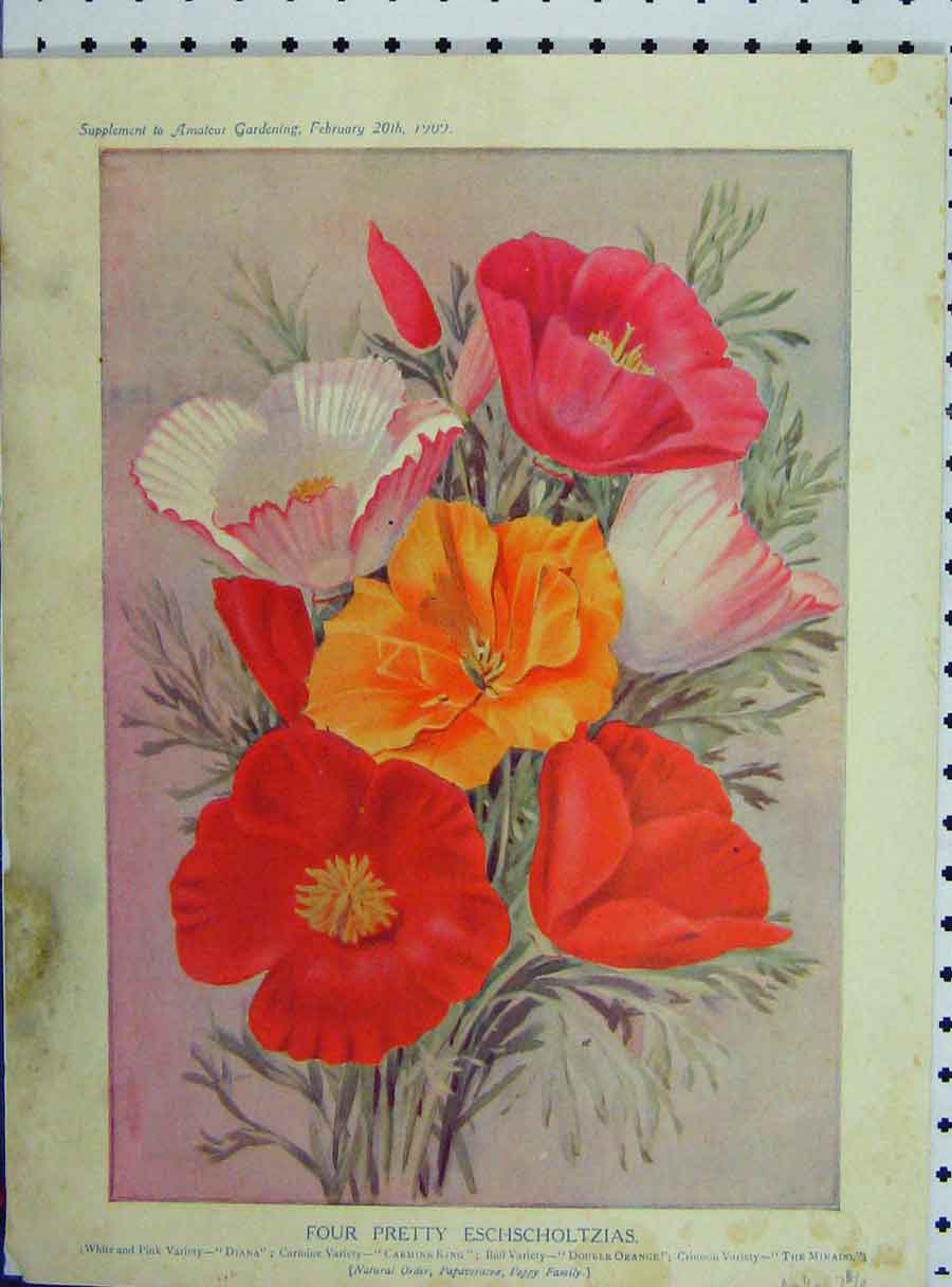 Old Antique Print Four Pretty Eschscholtzias 1909 Flowers Red Pink Yellow 20th