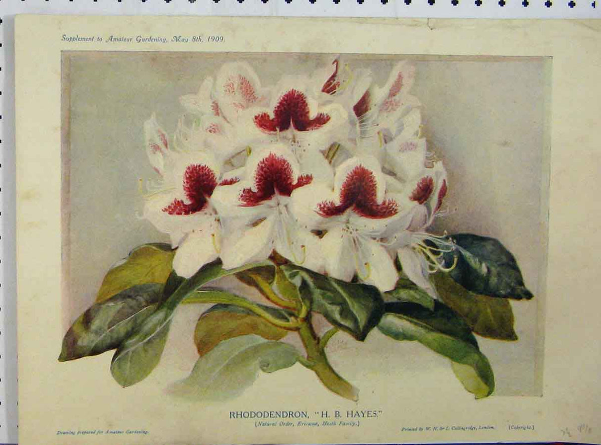 Original Old Antique Print Rhododendron 1909 White Red Flowers Green Leaves