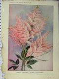 Old Antique Print 1911 Spiraea Queen Alexandria Pink Flowers Green Leaves 20th