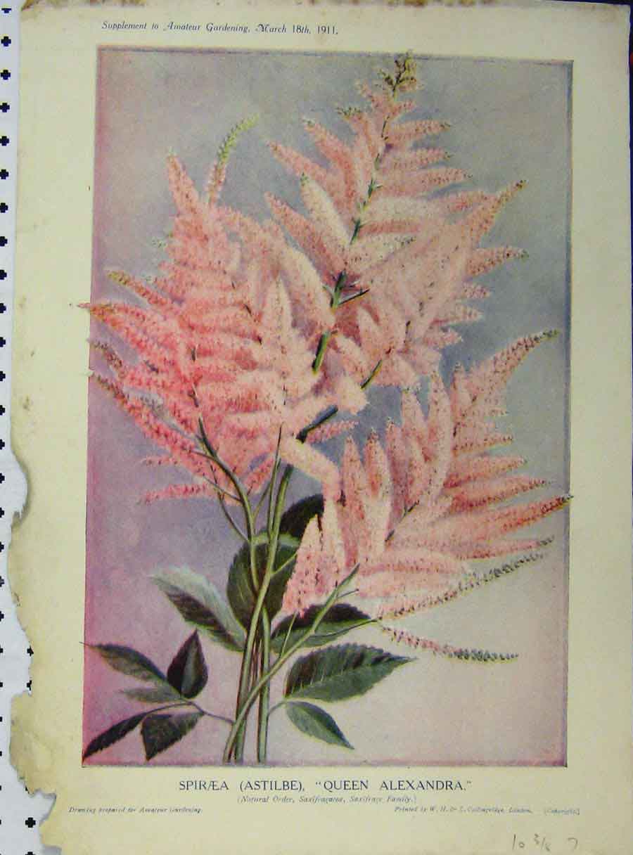 Old Antique Print 1911 Spiraea Queen Alexandria Pink Flowers Green Leaves 20th