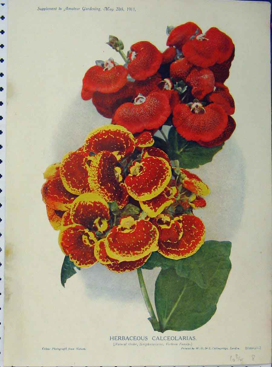 Old Antique Print 1911 Herbaceous Calceolarias Red Yellow Flowers Green 20th
