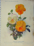 Old Antique Print 1909 Violas Tufted Pansies Yellow White Flowers Green 20th