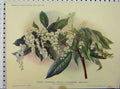 Original Old Antique Print 1908 Flowering Shrub Andromeda Speciosa Green Leaves