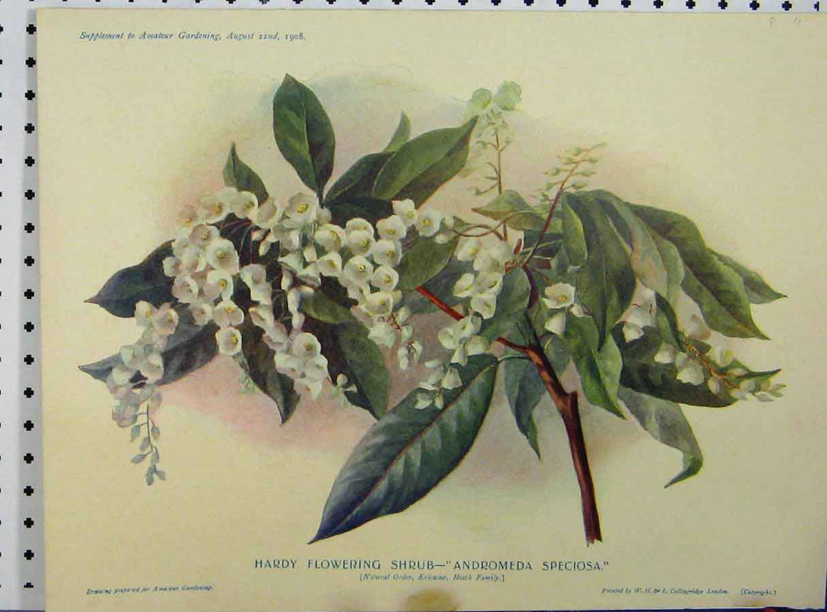 Original Old Antique Print 1908 Flowering Shrub Andromeda Speciosa Green Leaves