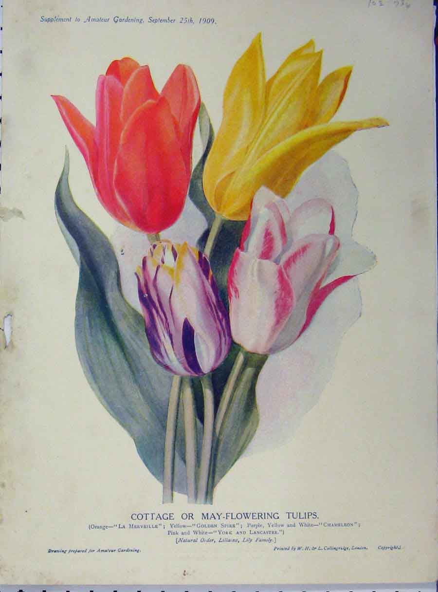 Original Old Antique Print Cottage May-Flowering Tulips 1909 Flowers Red Yellow