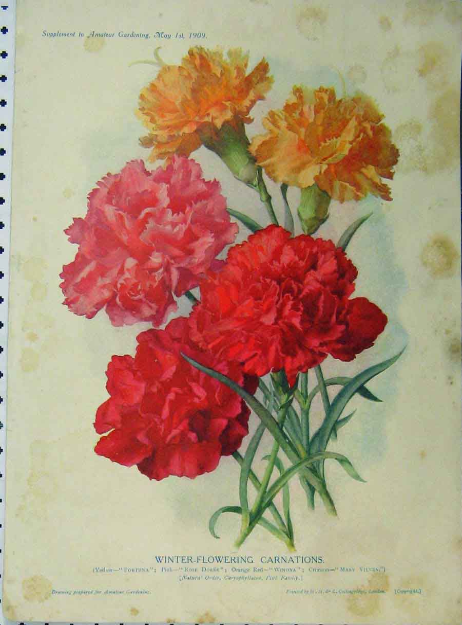 Original Old Antique Print 1909 Winter-Flowering Carnations Red Yellow Flowers
