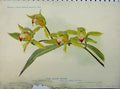 Original Old Antique Print 1910 Coll House Orchid Yellow Flowers Green Leaves