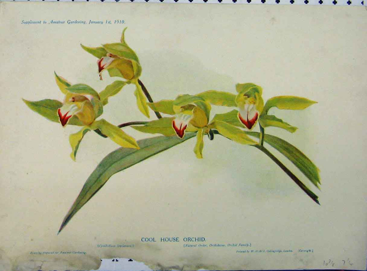 Original Old Antique Print 1910 Coll House Orchid Yellow Flowers Green Leaves