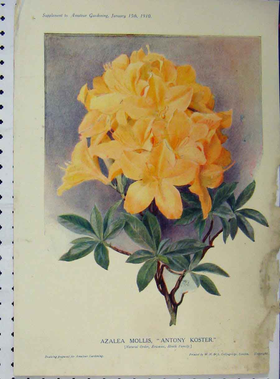 Original Old Antique Print 1910 Azalea Mollis Antony Koster Yellow Flowers 20th