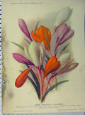 Old Antique Print 1908 Three Beautiful Crocuses Yellow Pink White Flowers 20th