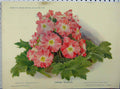 Original Old Antique Print 1909 Chinese Primrose Pink Flowers Green Leaves 20th