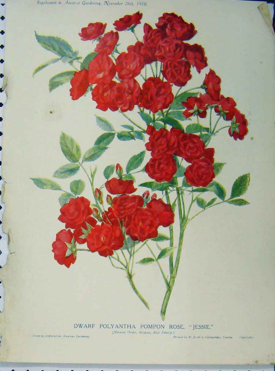 Original Old Antique Print Dwarf Polyantha Pompon Rose Jessie 1910 Red Flower