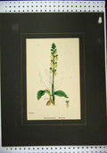 Original Old Antique Print C1860 Hand Coloured Flower Aceras Anthropophora 19th