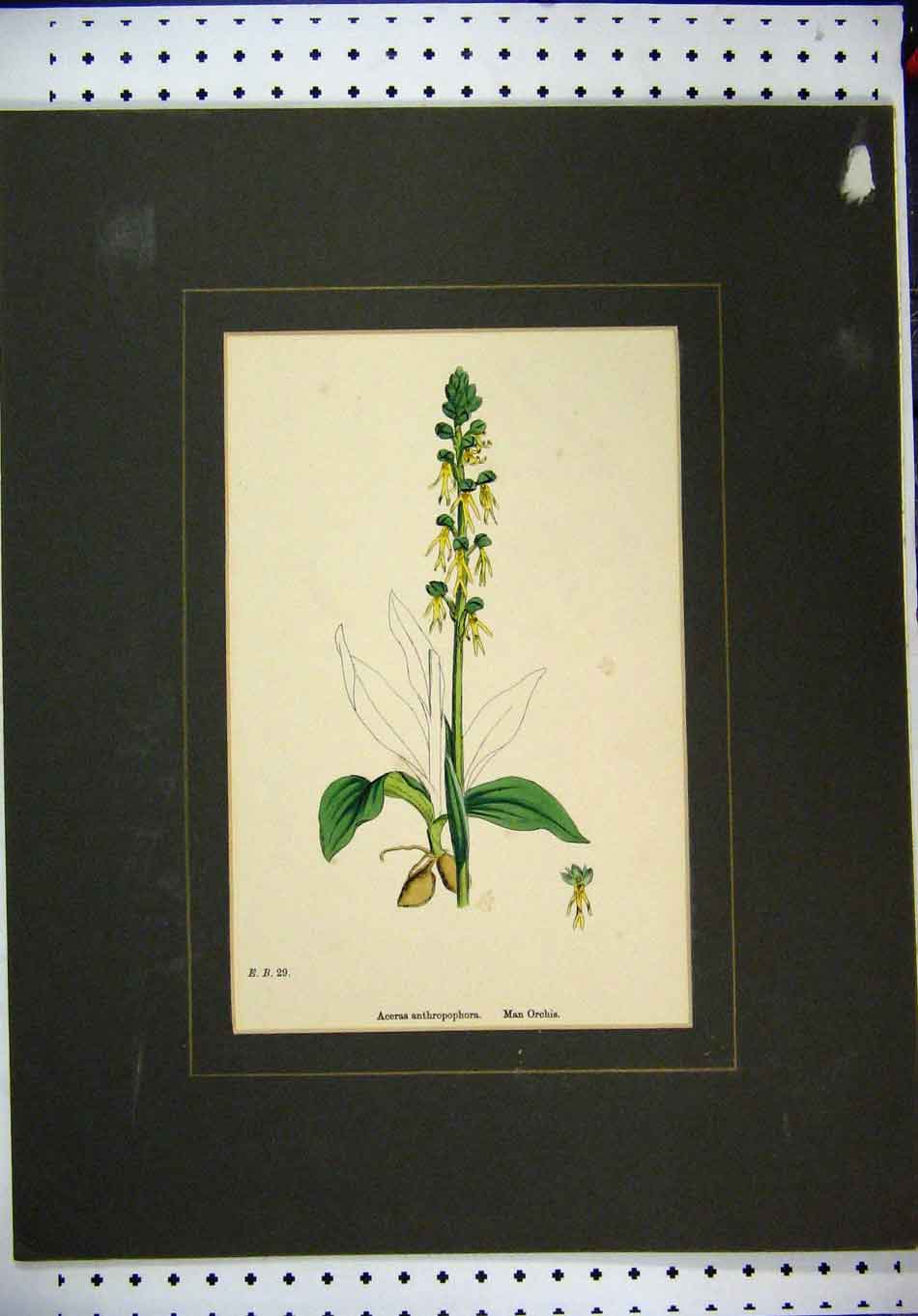 Original Old Antique Print C1860 Hand Coloured Flower Aceras Anthropophora 19th