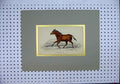 Original Old Antique Print Colour C1830 Horse Eqnus Lalisio Koomrah Country
