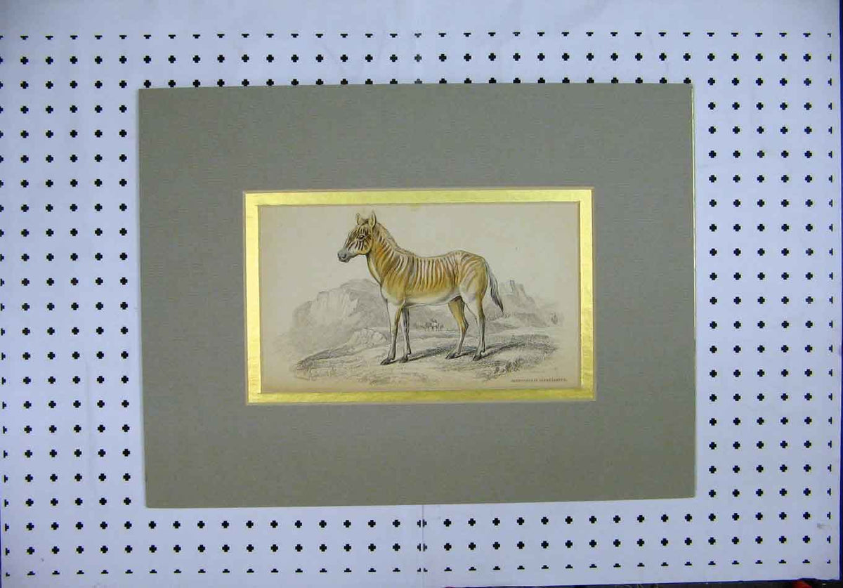 Original Old Antique Print Colour C1830 Hippotigris Isabellinus Mountain 19th