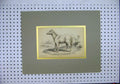 Original Old Antique Print Framed C1830 Villous Horse Primoeval White Stock