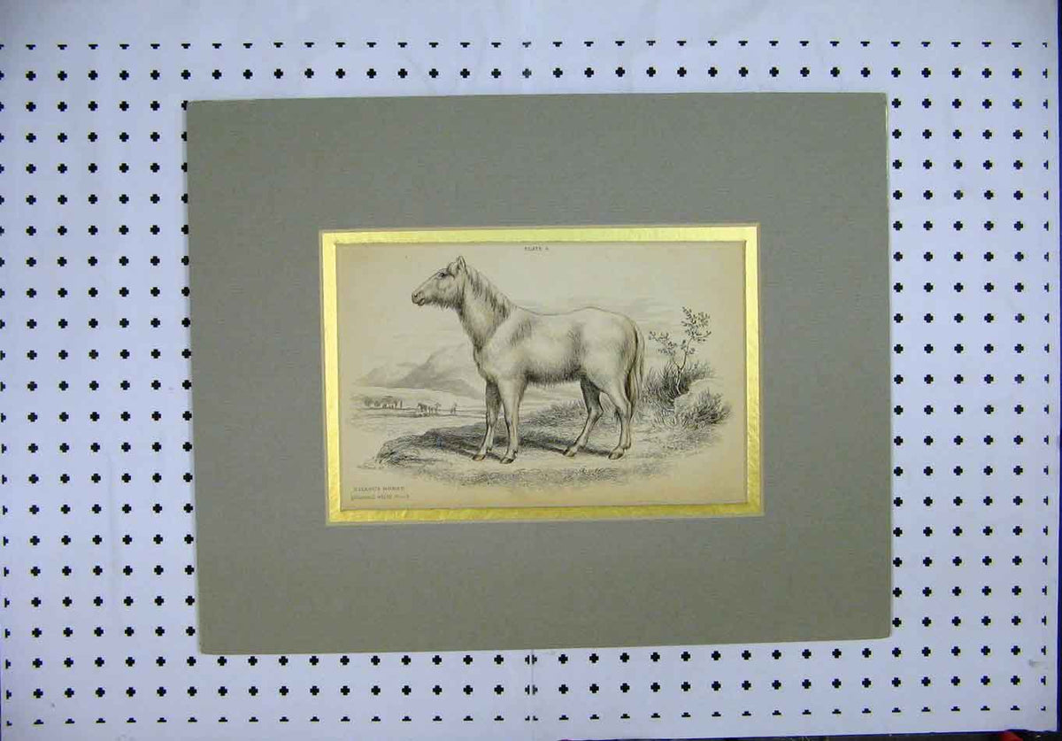 Original Old Antique Print Framed C1830 Villous Horse Primoeval White Stock