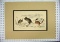 Original Old Antique Print C1840 Wild Animals Rodents Colour Country Scene 19th