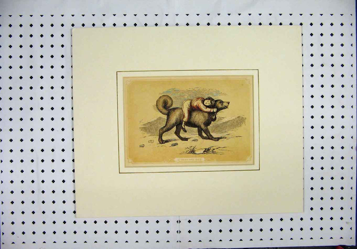 Original Old Antique Print C1850 St Bernard Dog Child Lying Back Colour 19th