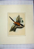 Original Old Antique Print Colour C1850 Bird Lanius Nigriceps Sitting Branch