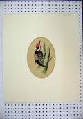 Original Old Antique Print C1880 Framed Bird Sitting Branch Red Cap Colour 19th
