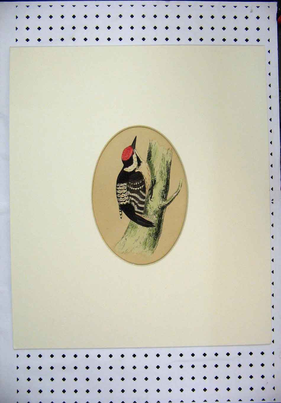 Original Old Antique Print C1880 Framed Bird Sitting Branch Red Cap Colour 19th