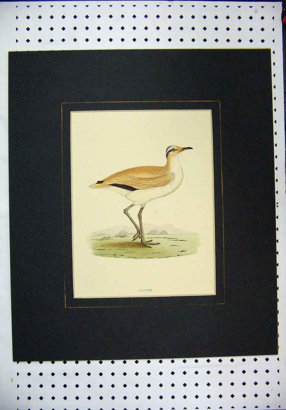 Original Old Antique Print Colour C1870 Bird Wildlife Courser Country Scene
