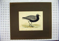 Original Old Antique Print C1870 Wildlife Bird Grey Plover Black White Colour